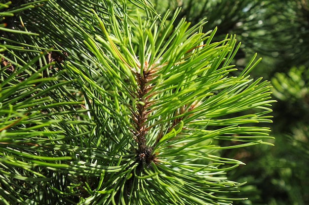 Pino mugo Pinus Mugo con gemme, ramo lungo e conifere. Mughus pumilio cultivar nano i