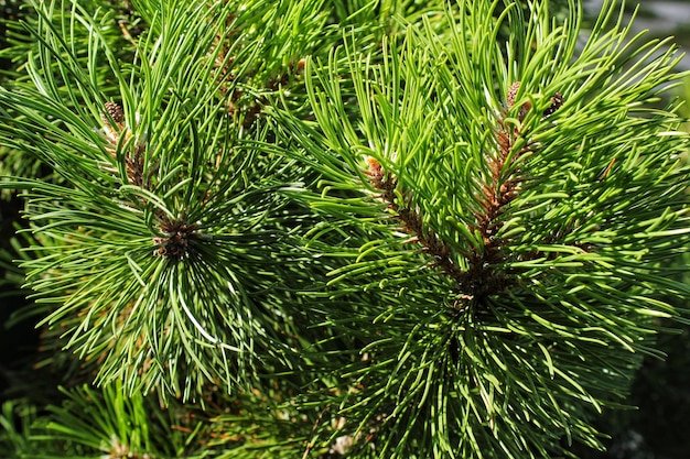 Pino mugo Pinus Mugo con gemme, ramo lungo e conifere. Mughus pumilio cultivar nano i