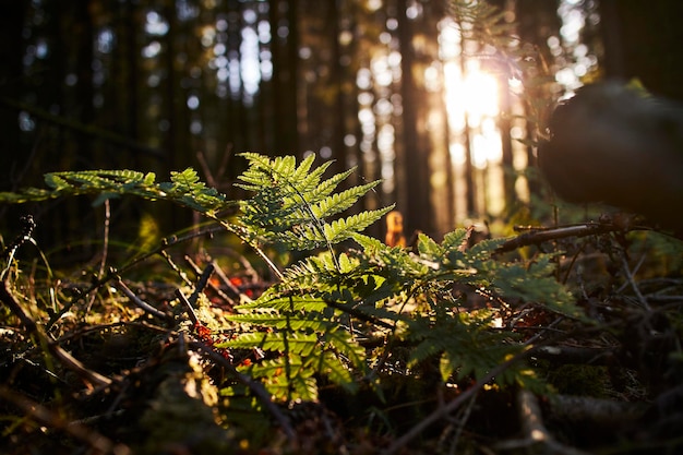 Pino nella foresta con la luce del sole