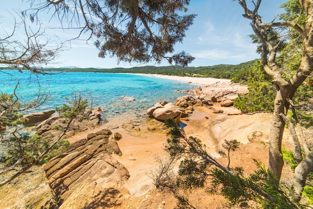 Pino nella spiaggia di Liscia Ruja Sardegna