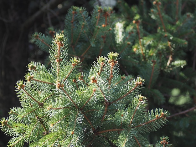 Pino Pinus Pinaceae albero