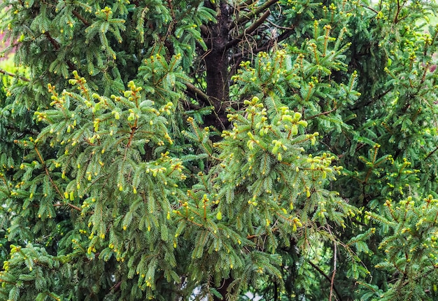 Pino (Pinus Pinaceae) albero