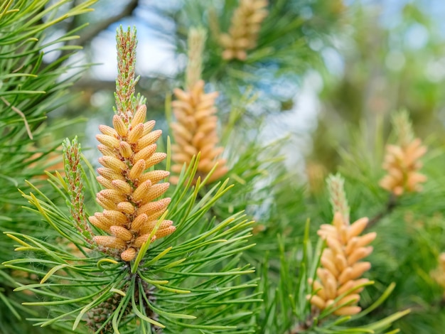 Pino ritorto in primavera Pinus contorta È un albero comune nell'America settentrionale occidentale