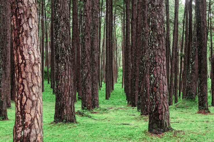 Foto pino selvatico con bellezza della natura.