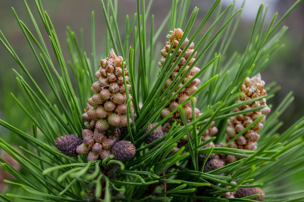 Pino silvestre pinus sylvestris in sochi dendrarium primo piano di coni