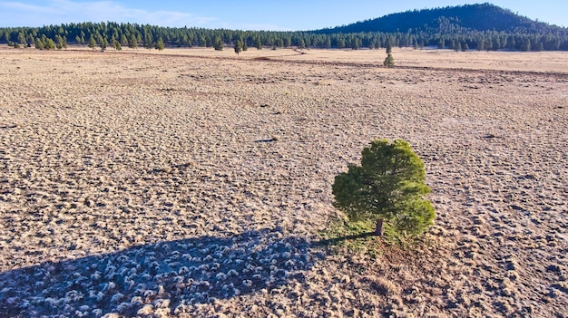 Pino solitario con ombra dalla vista aerea nelle pianure desertiche