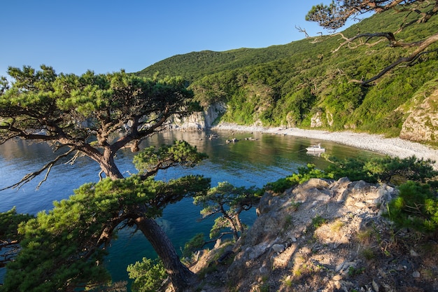 Pino su una roccia al mare nella luce del mattino