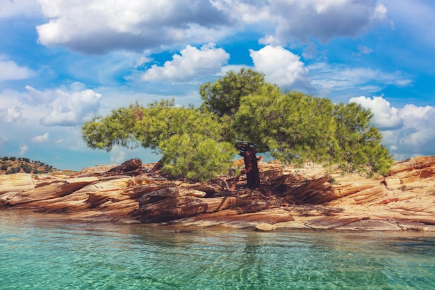 Pino su una spiaggia rocciosa in una giornata di sole