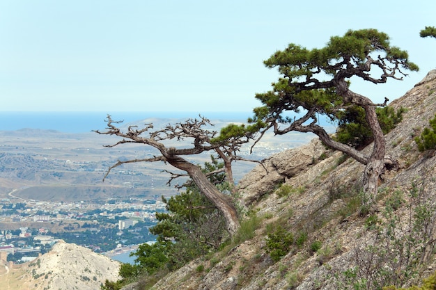 Pino sulla collina di montagna estiva (Crimea, Ucraina, Sudack Town).