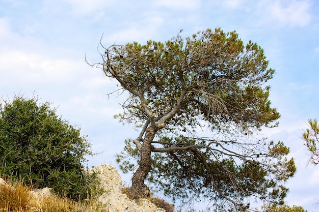 Pino sulla montagna in Grecia