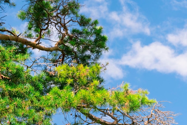 Pino verde con pigne contro il cielo blu con nuvole