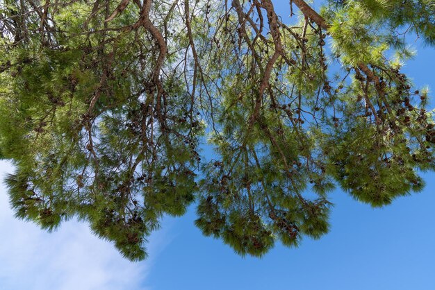 Pino verde di conifere con piccoli coni contro il cielo blu Vista dal basso