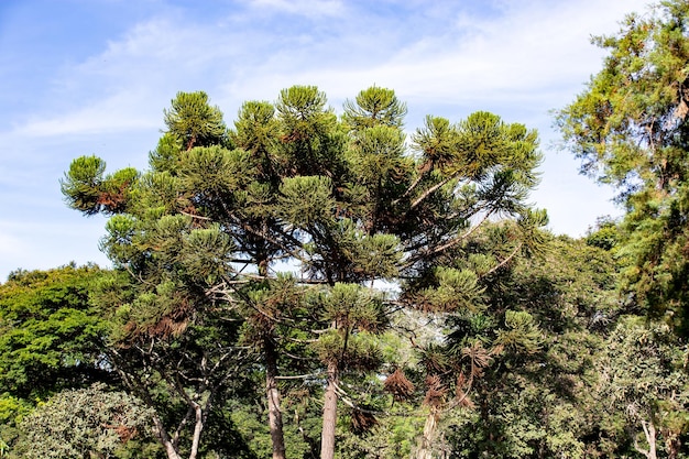 Pinoli del pino di Parana Araucaria angustifolia a terra con grimpas