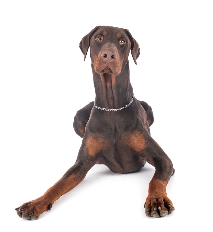 Foto pinscher del doberman