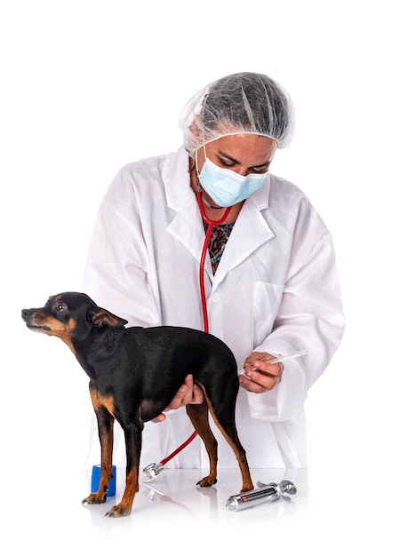 Pinscher in miniatura e veterinario