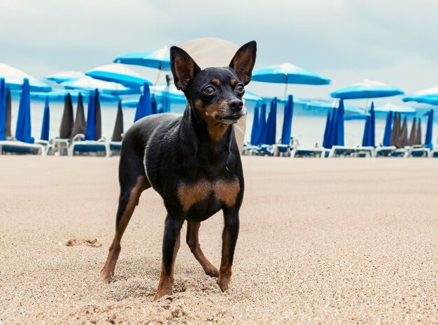 Pinscher in miniatura in estate