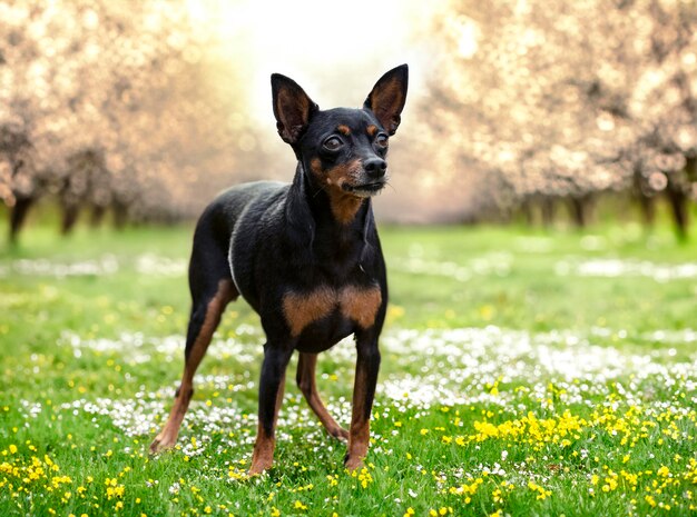 Pinscher in miniatura in natura