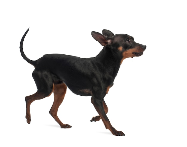 Pinscher in miniatura, su sfondo bianco