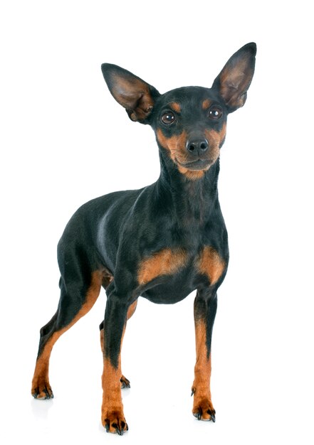 pinscher in miniatura