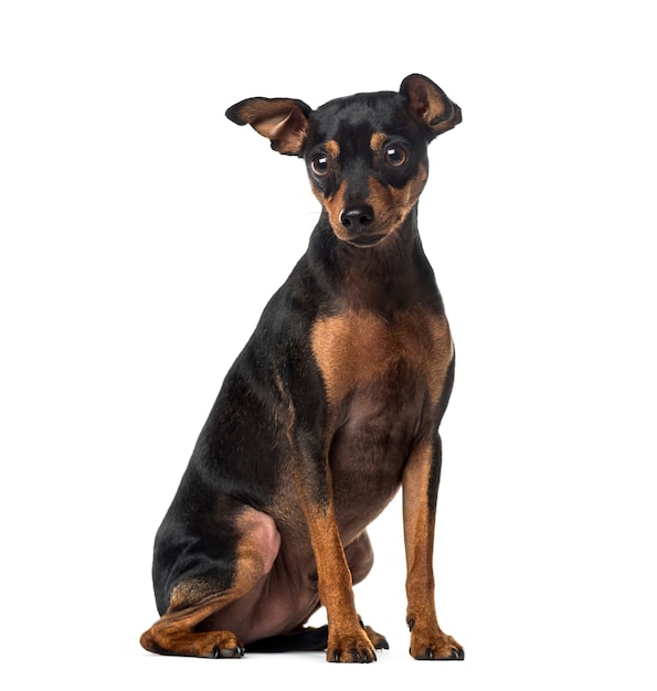 Pinscher miniatura vicino isolato