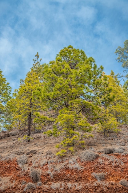 Pinus canariensis dei pini delle Canarie nella Corona Forestal Nature