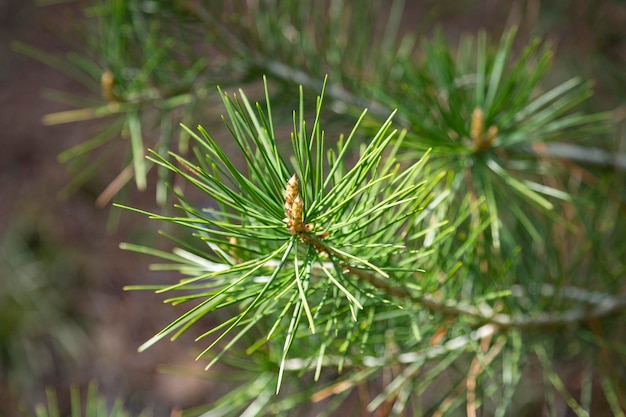 Pinus sylvestris Pino silvestre Pino rosso europeo Ramo di pino silvestre o pino baltico con fiori di pigne