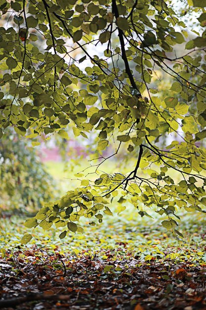 Pioggia autunnale nel parco