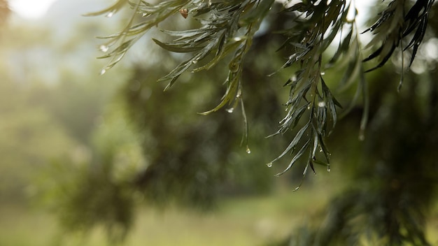 pioggia battente che cade sulle foglie