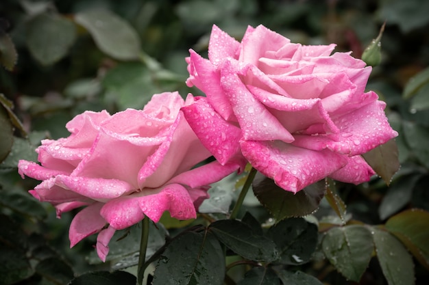 Pioggia caduta su rose rosa
