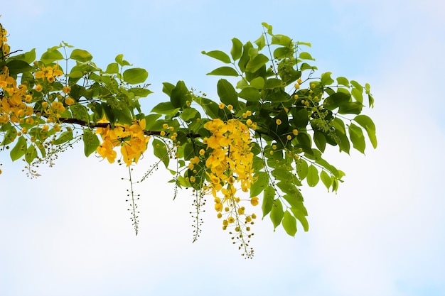 Pioggia d'oro fiori Cassia fistulosa albero