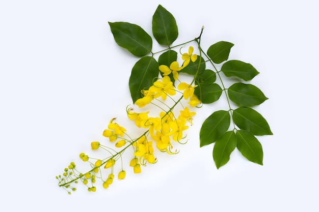 Pioggia dorata o fiore di fistola cassia su sfondo bianco