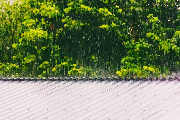 Pioggia estiva o primaverile sullo sfondo del fogliame verde che colpisce il tetto di metallo