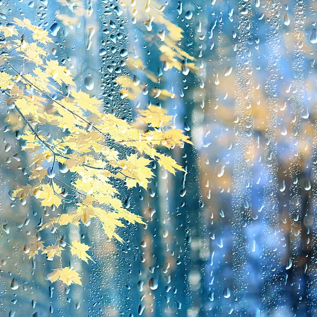 pioggia finestra autunno parco rami foglie giallo / astratto sfondo autunnale, paesaggio in una finestra piovosa, meteo pioggia di ottobre