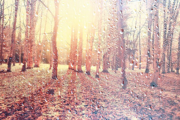 pioggia finestra parco autunnale rami foglie giallo / astratto sfondo autunnale, paesaggio in una finestra piovosa, tempo Pioggia di ottobre