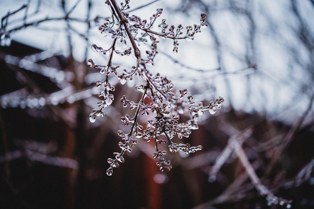 Pioggia gelata ghiacciata clima invernale foglie autunnali ricoperte di ghiaccio dopo la pioggia gelata