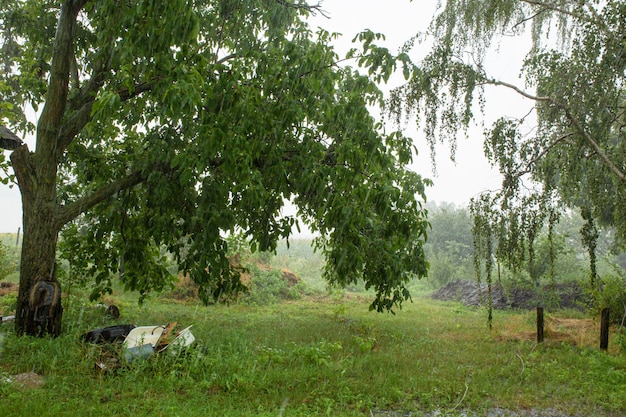 Pioggia nel cortile di una casa di campagna. Natura verde