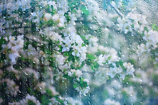 pioggia primaverile in giardino fiorito, concetto freschezza natura meteo sfondo stagionale