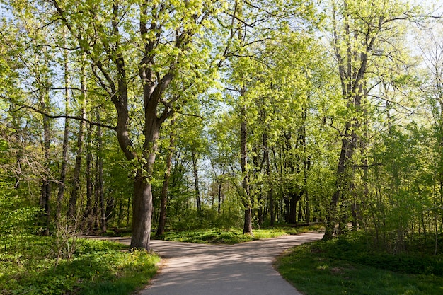 Pioppi verdi nella stagione primaverile nella foresta