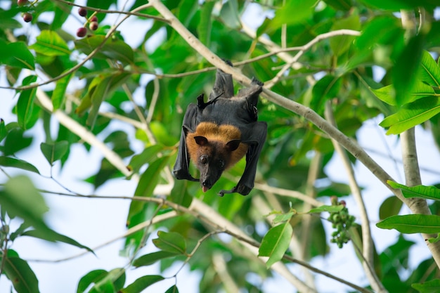 Pipistrello appeso a un ramo di un albero Pipistrello malese