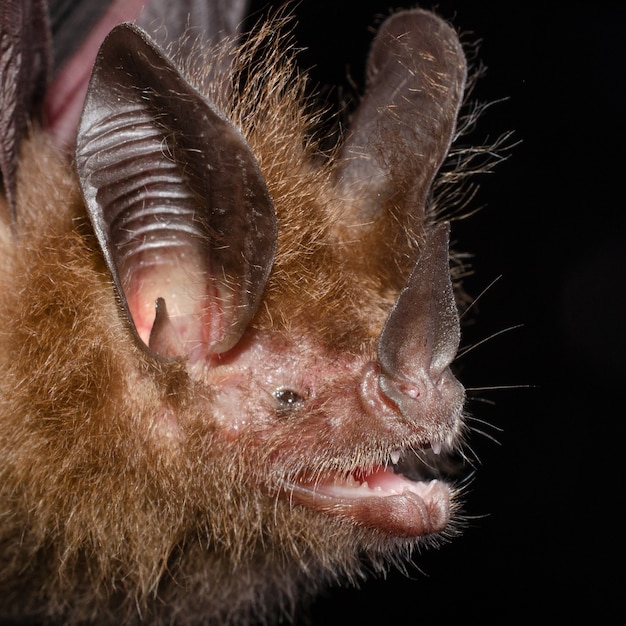 Pipistrello brasiliano, ritratto di Micronycteris megalotis