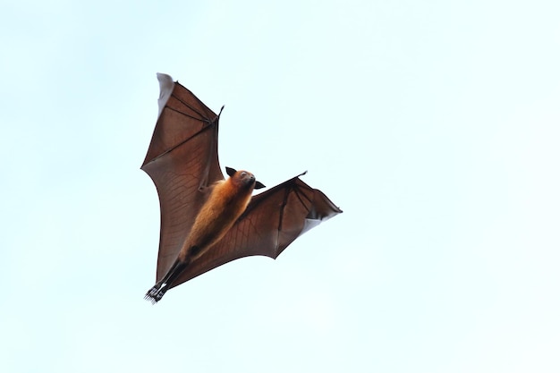 Pipistrello che vola nel cielo. La volpe volante di Lyle