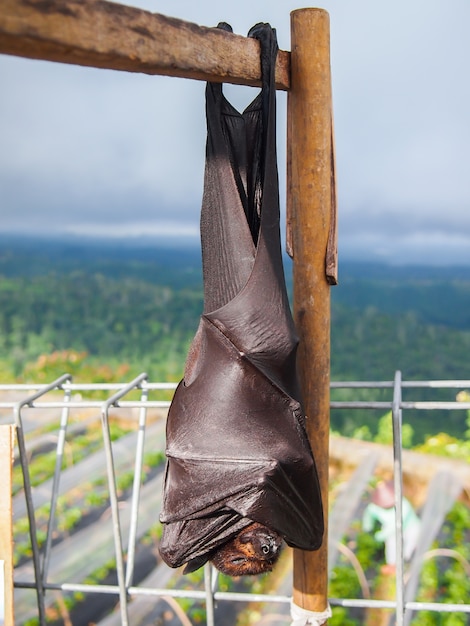 Pipistrello di volpe volante che dorme sottosopra sul ramo