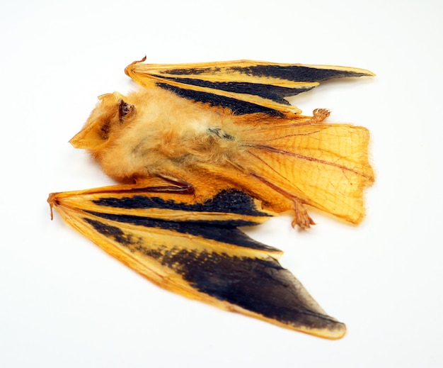 Pipistrello tropicale arancione essiccato Kerivoula picta isolato su bianco primo piano pipistrello fuoco macro animale insolito