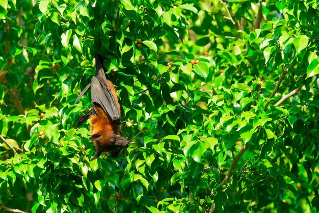 Pipistrello