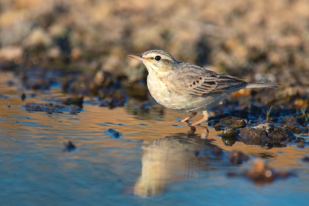 Pipit fulvo, Anthus campestris, bagna nell'acqua.