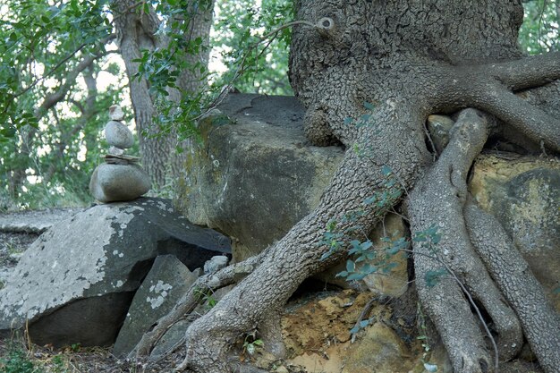 Piramide di pietre nella giungla vicino alle antiche radici di un albero