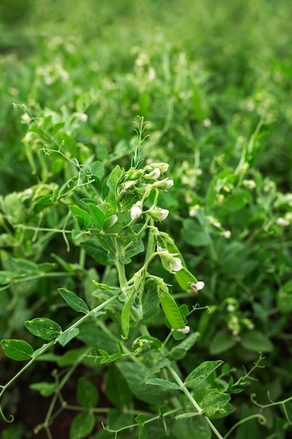 Piselli aiuole Orto agricoltura attività rurale