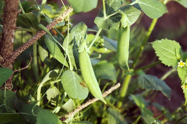 Piselli freschi che crescono nel giardino estivo