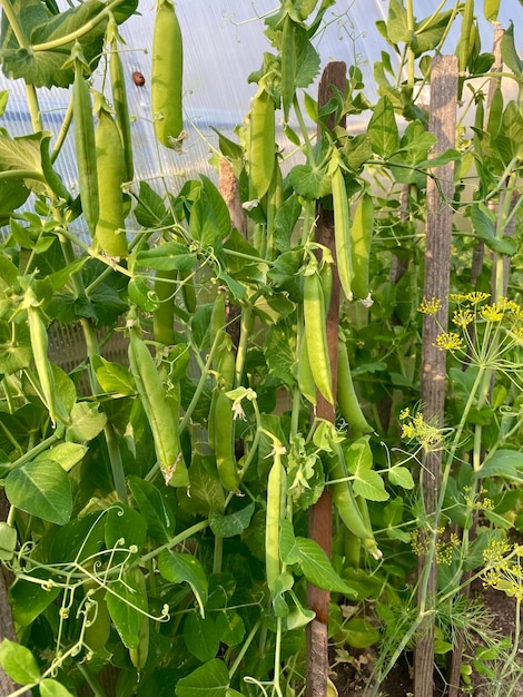 piselli maturi sui rami del giardino