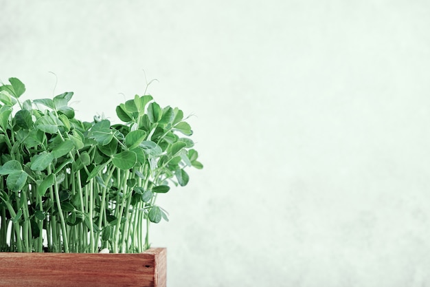 Piselli Microgreen in cassetta di legno.